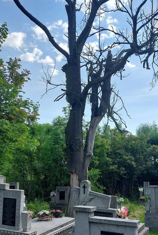 kiszáradt fa a Nagylány temetőben