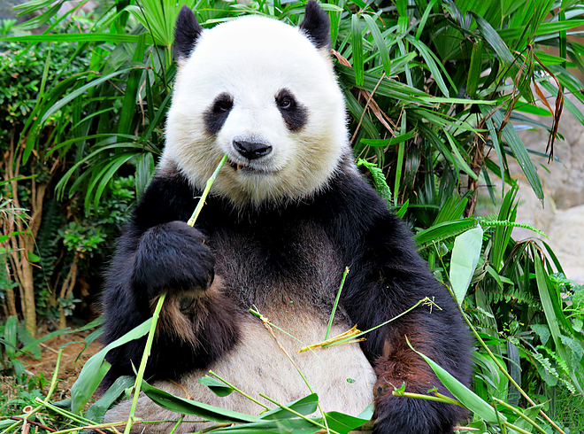 panda.jpg