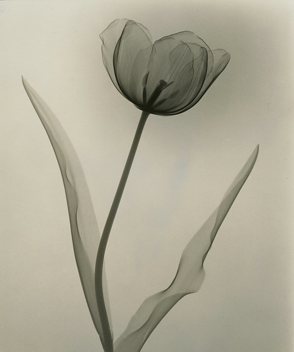 Tulipán Tulipán