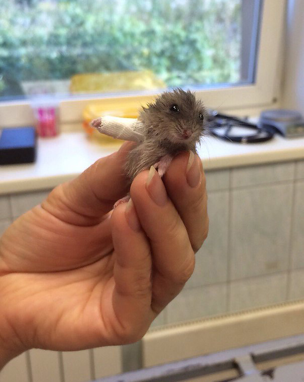 Zabálnivaló apróság Zabálnivaló apróság