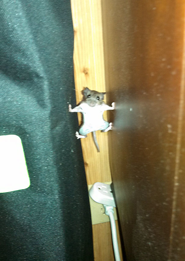 Super mouse Super mouse