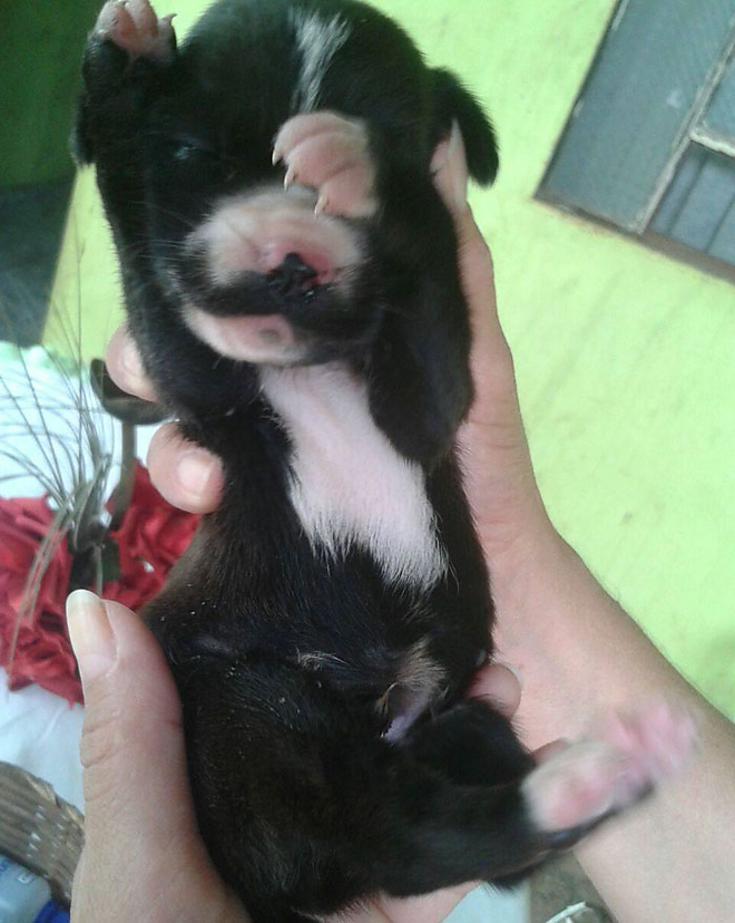 A gazdira váró Chaplin