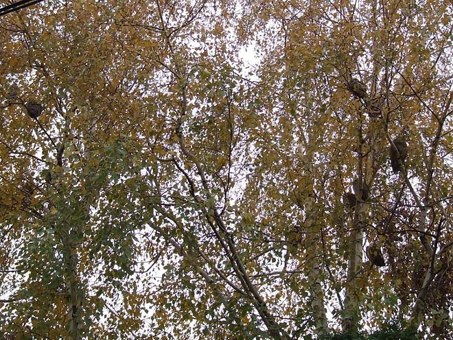 bagoly_bekescsaba.jpg