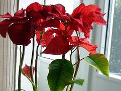 mikulasvirag.jpg mikulasvirag.jpg