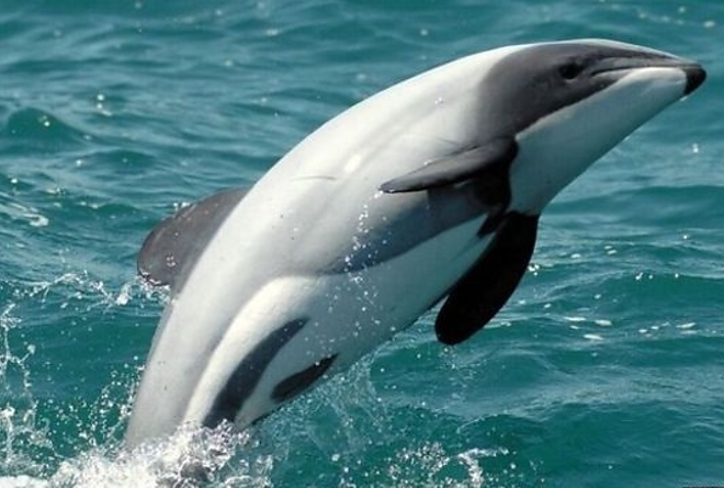 delfin.jpg