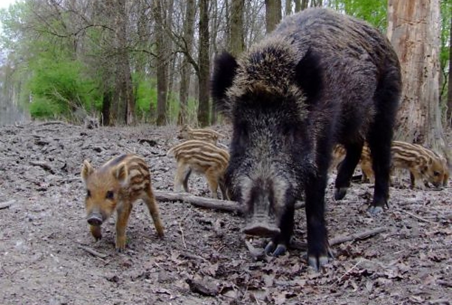 vaddiszno.jpg vaddiszno.jpg