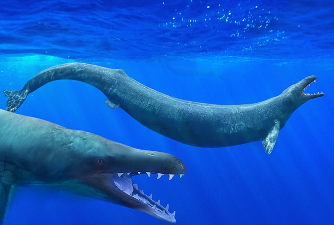 Basilosaurus