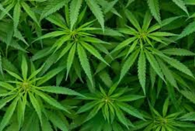 kannabisz.jpg