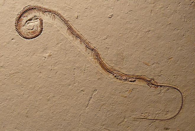 Fantasztikus lelet Fantasztikus lelet