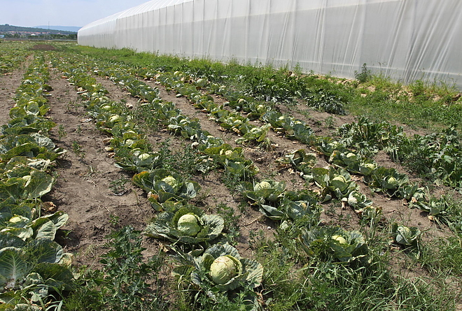 agrokultura_150717ml.jpg agrokultura_150717ml.jpg