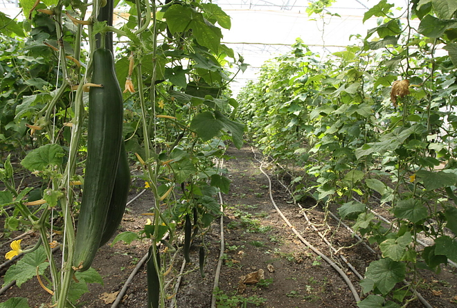 agrokultura_150717ml_8.jpg agrokultura_150717ml_8.jpg