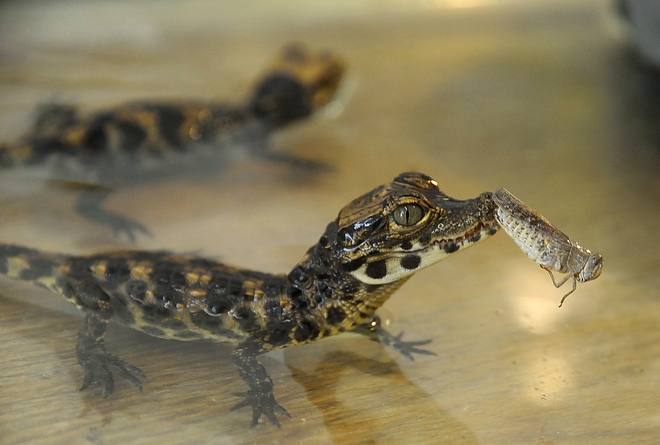 aligator2.jpg