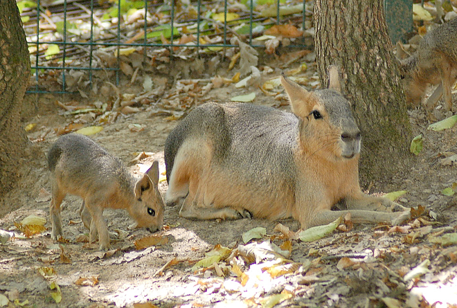 kisnagymara2_copyright_veresstamas.jpg kisnagymara2_copyright_veresstamas.jpg