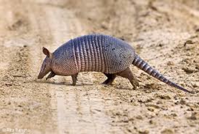 tatu2.jpg tatu2.jpg