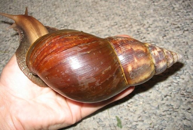 És a legnagyobb csiga