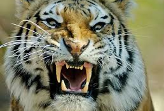 tigris.jpg tigris.jpg