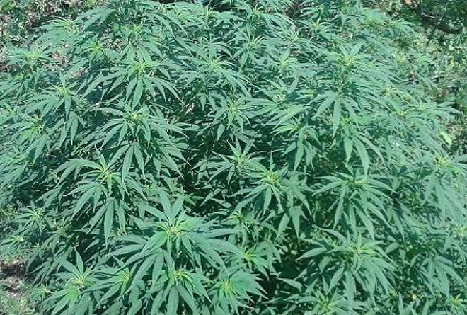 cannabis_szikszo_151104_rendorseg.jpg cannabis_szikszo_151104_rendorseg.jpg
