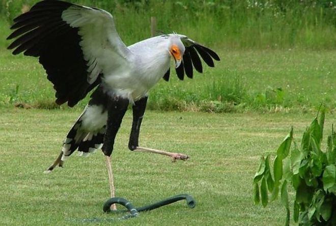 madar.jpg