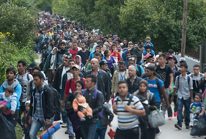 migrans1.jpg