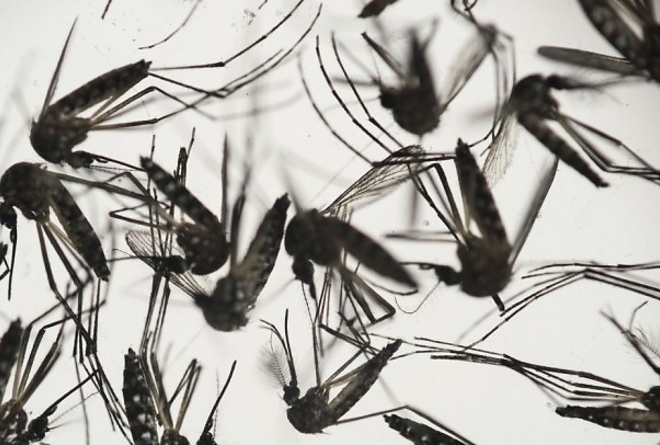 zika.jpg