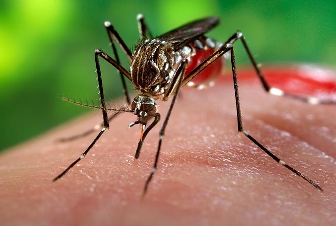 zika_virus_szunyog.jpg