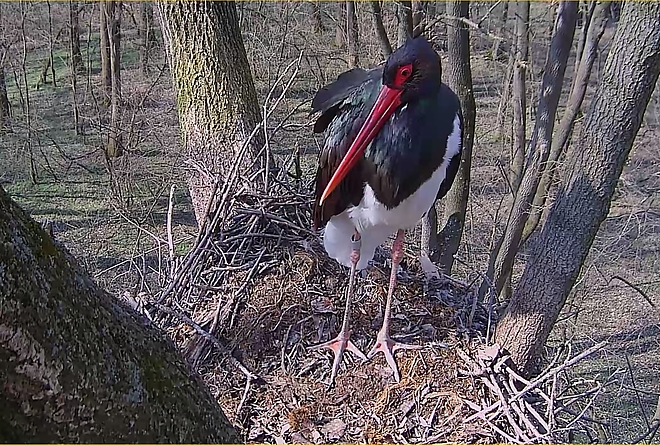 03-gemenc_zrt._webcam.jpg