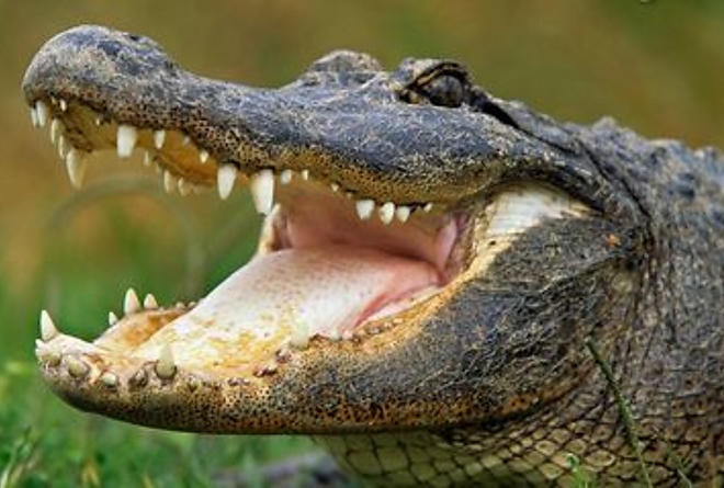 aligator.jpg