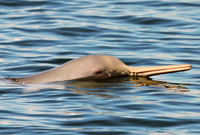 delfin.jpg