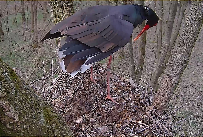 gemenc_zrt._webcam.jpg