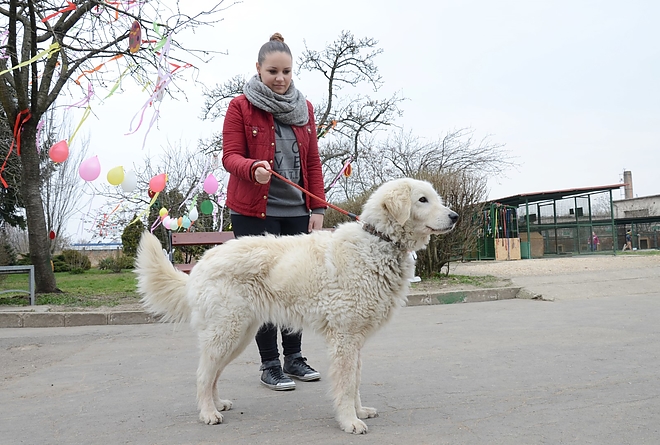 kutyatelep_160326_fkcs_9.jpg