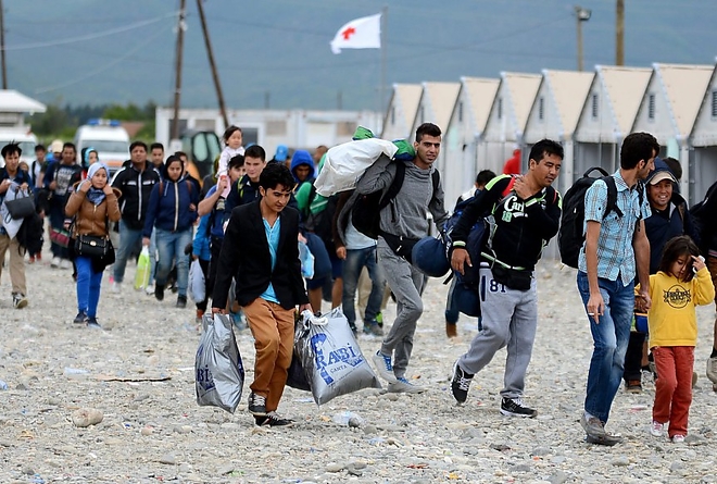 migrans2.jpg