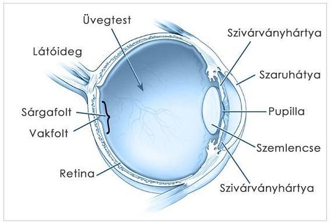 szem_anatomiaja.jpg szem_anatomiaja.jpg