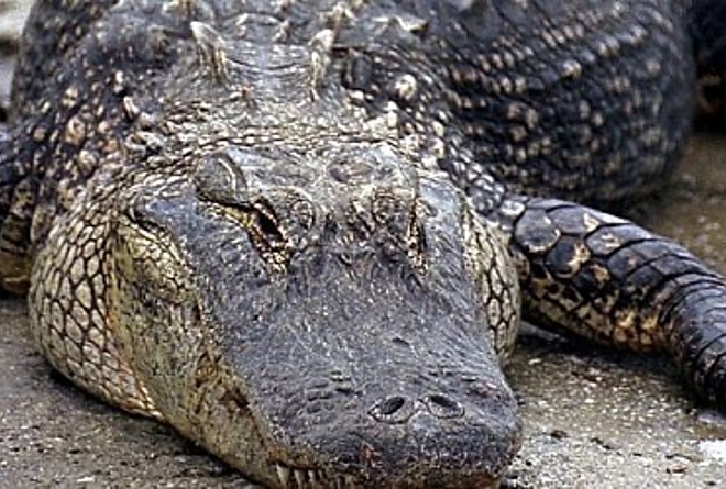 krokodil02.jpg