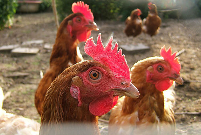 csirke.jpg csirke.jpg