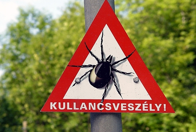 kullancs.jpg