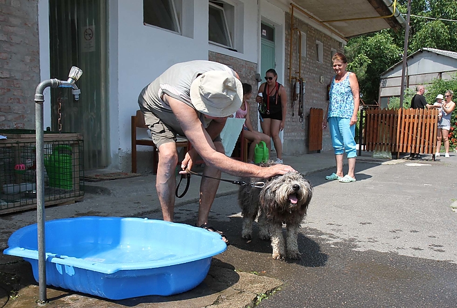 kutyatelep_meleg_160702_ja_1.jpg kutyatelep_meleg_160702_ja_1.jpg