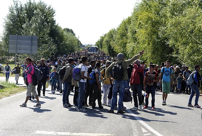migrans.jpg migrans.jpg