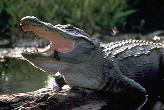 alligator2.jpg alligator2.jpg