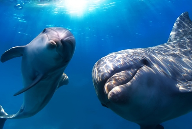 delfin.jpg
