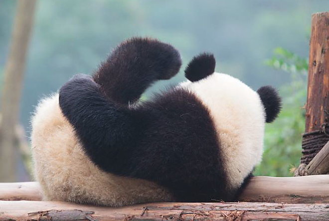 Panda bébi Panda bébi