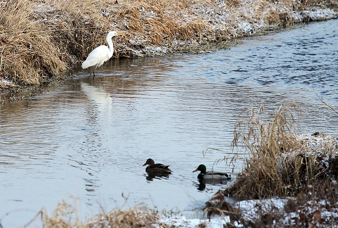 madarak_a_szinvan_170112_ja_14.jpg madarak_a_szinvan_170112_ja_14.jpg