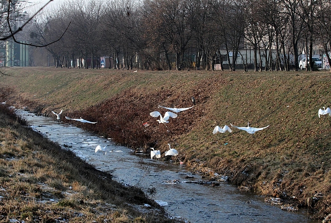madarak_a_szinvan_170112_ja_16.jpg madarak_a_szinvan_170112_ja_16.jpg