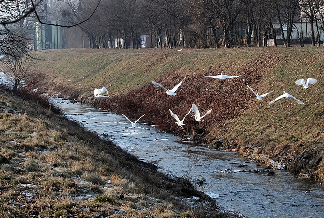 madarak_a_szinvan_170112_ja_17.jpg madarak_a_szinvan_170112_ja_17.jpg