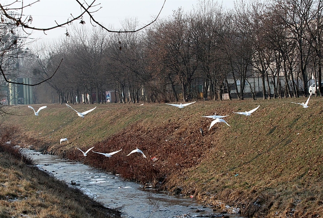 madarak_a_szinvan_170112_ja_18.jpg madarak_a_szinvan_170112_ja_18.jpg