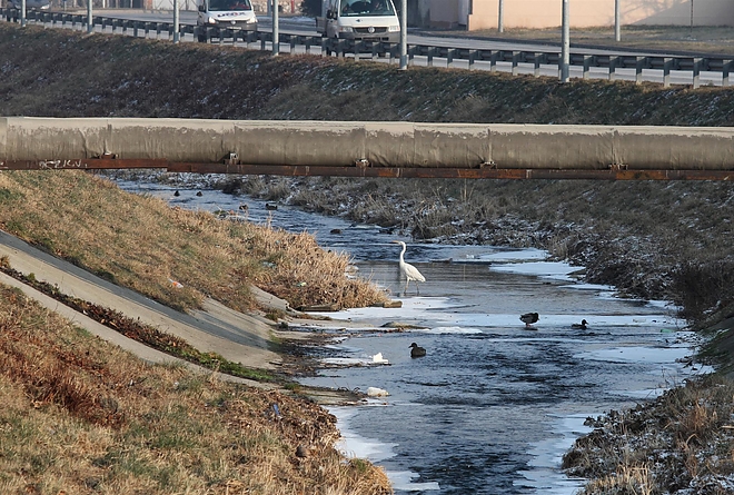 madarak_a_szinvan_170112_ja_23.jpg madarak_a_szinvan_170112_ja_23.jpg