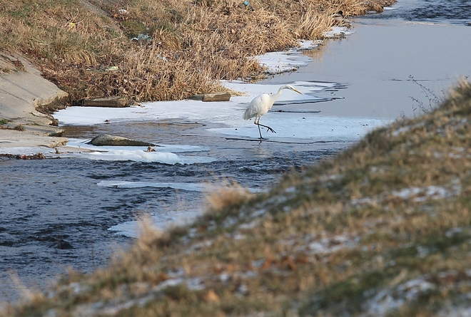 madarak_a_szinvan_170112_ja_24.jpg madarak_a_szinvan_170112_ja_24.jpg