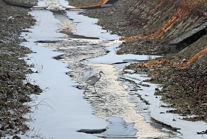 madarak_a_szinvan_170112_ja_28.jpg madarak_a_szinvan_170112_ja_28.jpg