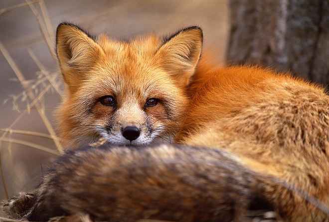 roka_fox15.jpg