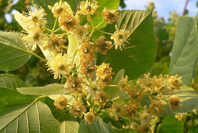 hars_allergia.jpg hars_allergia.jpg