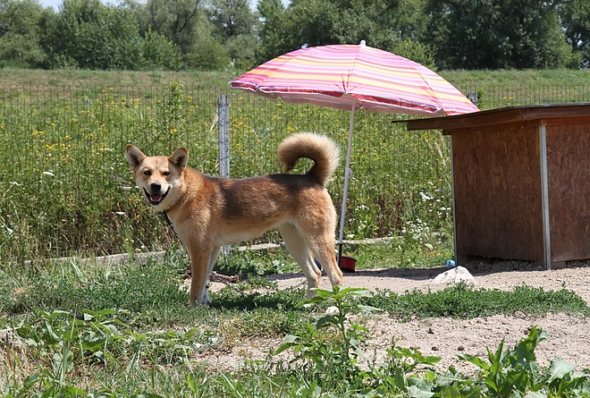 masa_kutyatelep_nyar_170719_ja_4.jpg